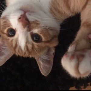 Meet your Posher, Kubus